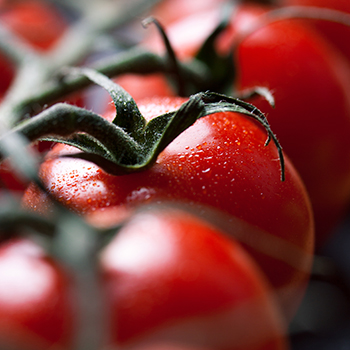 Tomates de rama com gotas de água